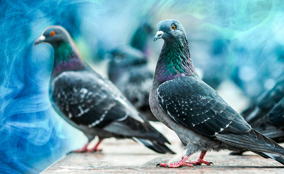Decoding Creativity Pt 2: Lessons from Pigeons and Humans